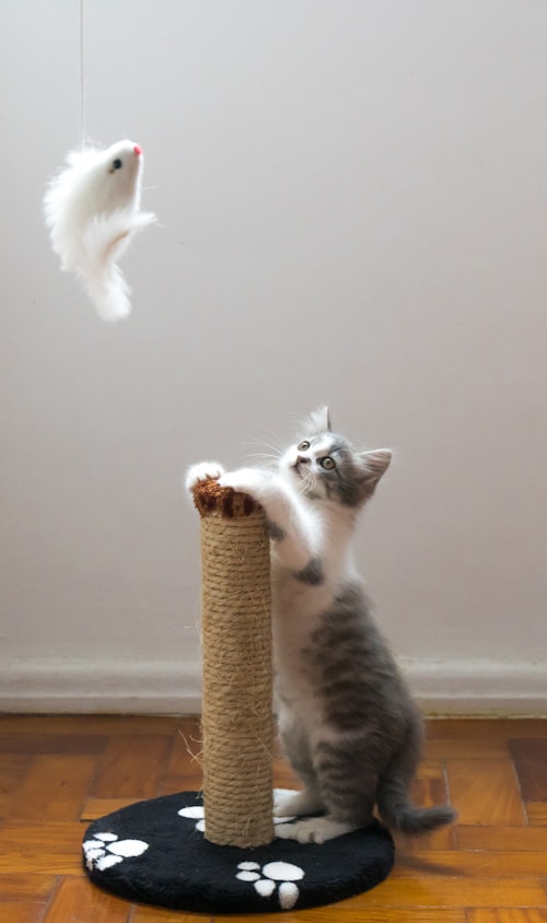 Luxury Cat Tree