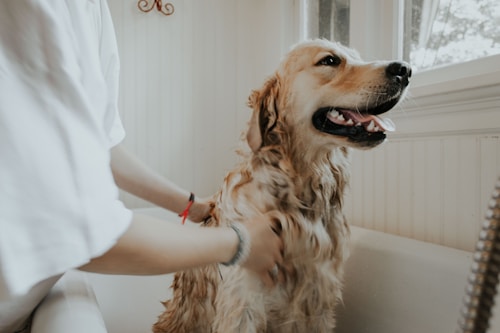 Pet Grooming Kit