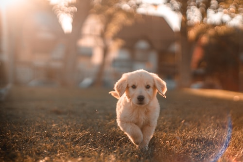 Interactive Pet Toy
